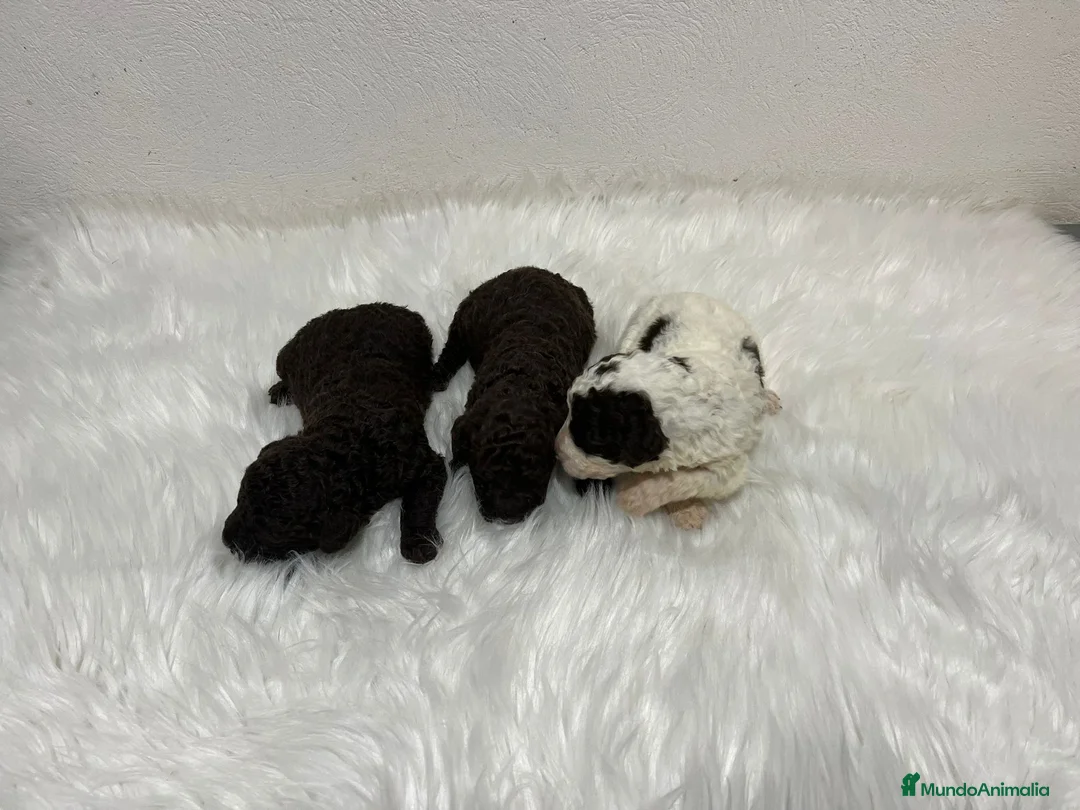 Perro de Agua Español perros en venta: PERRO DE AGUA ESPAÑOL - Anuncio 3