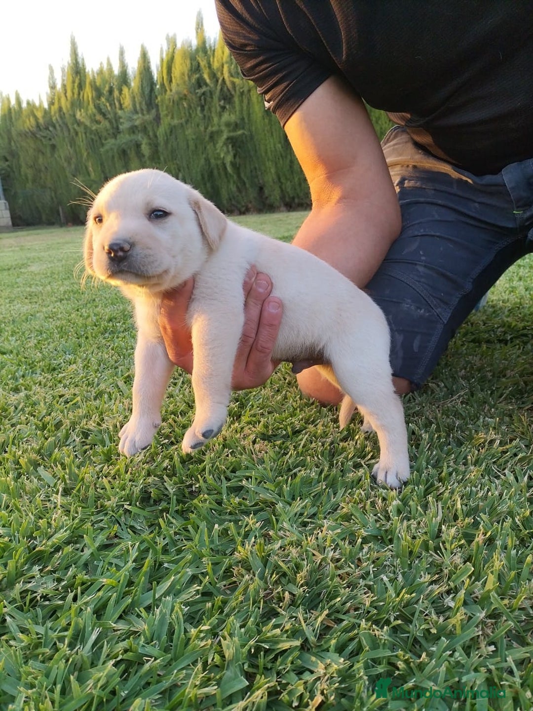 Labrador Retriever perros en venta: Labrador Retriever - Imagen 3