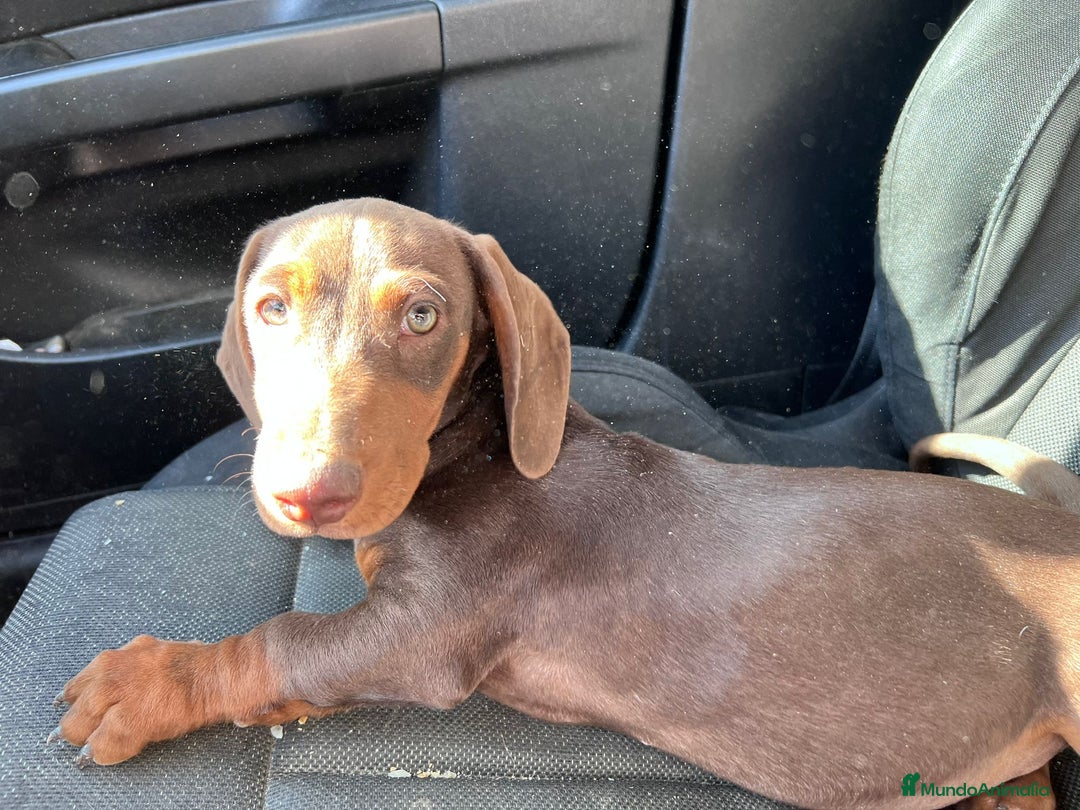 Teckel perros en venta: Macho teckel 6 meses  - Anuncio 4