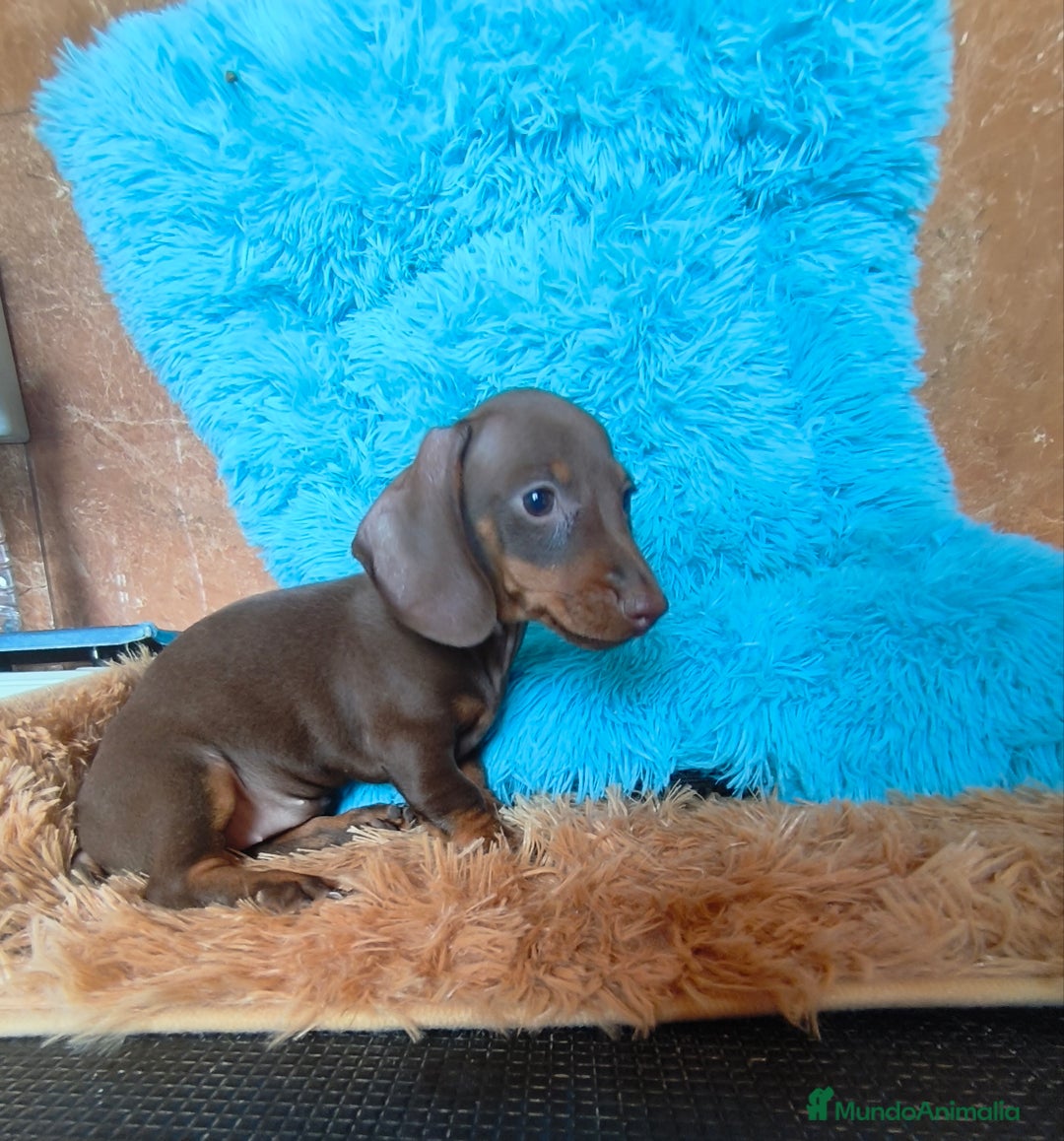 Teckel perros en venta: Teckel kaninchen hembra  - Imagen 5