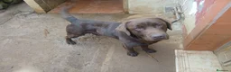 Labrador Retriever perros en venta: Cachorros de Labrador Retriever - Anuncio 2