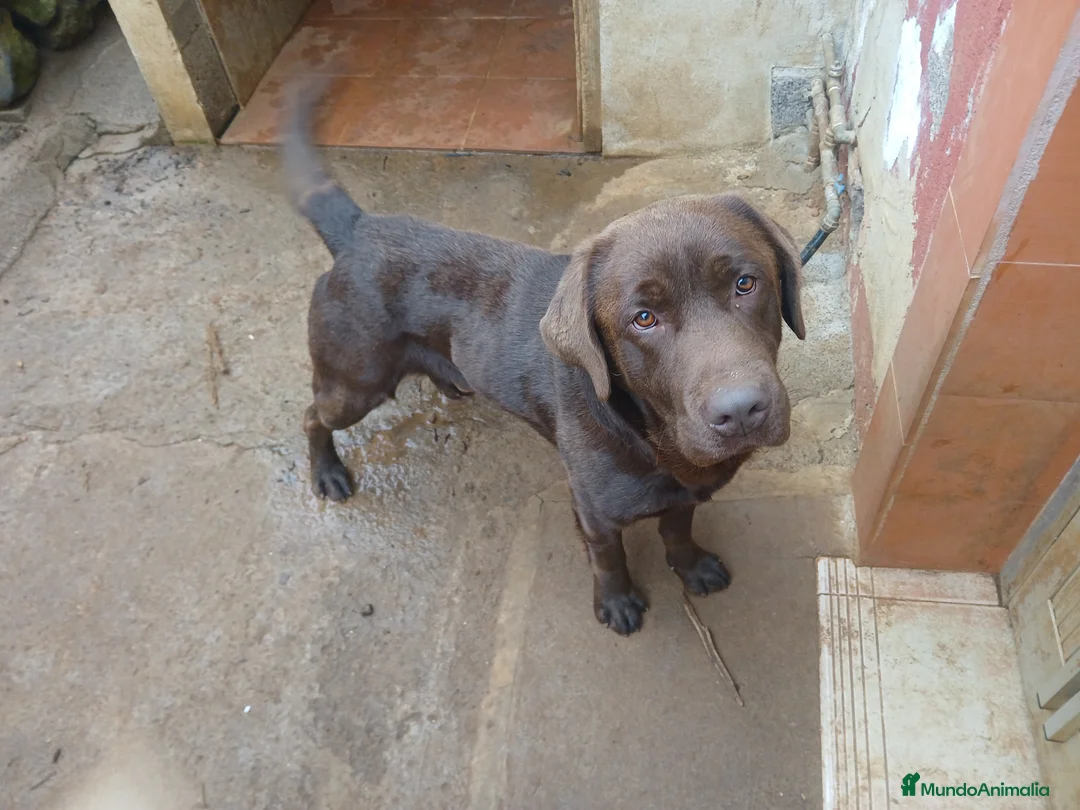 Labrador Retriever perros en venta: Cachorros de Labrador Retriever - Anuncio 2