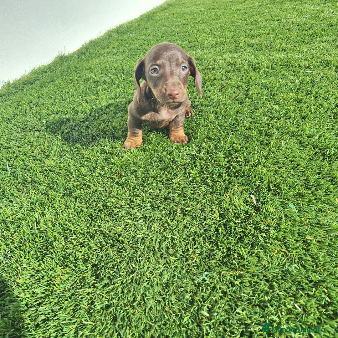 Teckel Miniatura perros en venta: TECKEL MINIATURA & KANINCHEN CHOCOLATE  - Anuncio 1