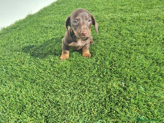 Teckel Miniatura perros TECKEL MINIATURA & KANINCHEN CHOCOLATE - Anuncio 3