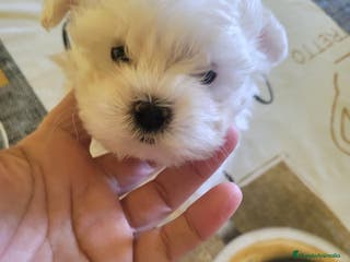 Bichón Maltés perros Bichón maltés toy - Anuncio 22