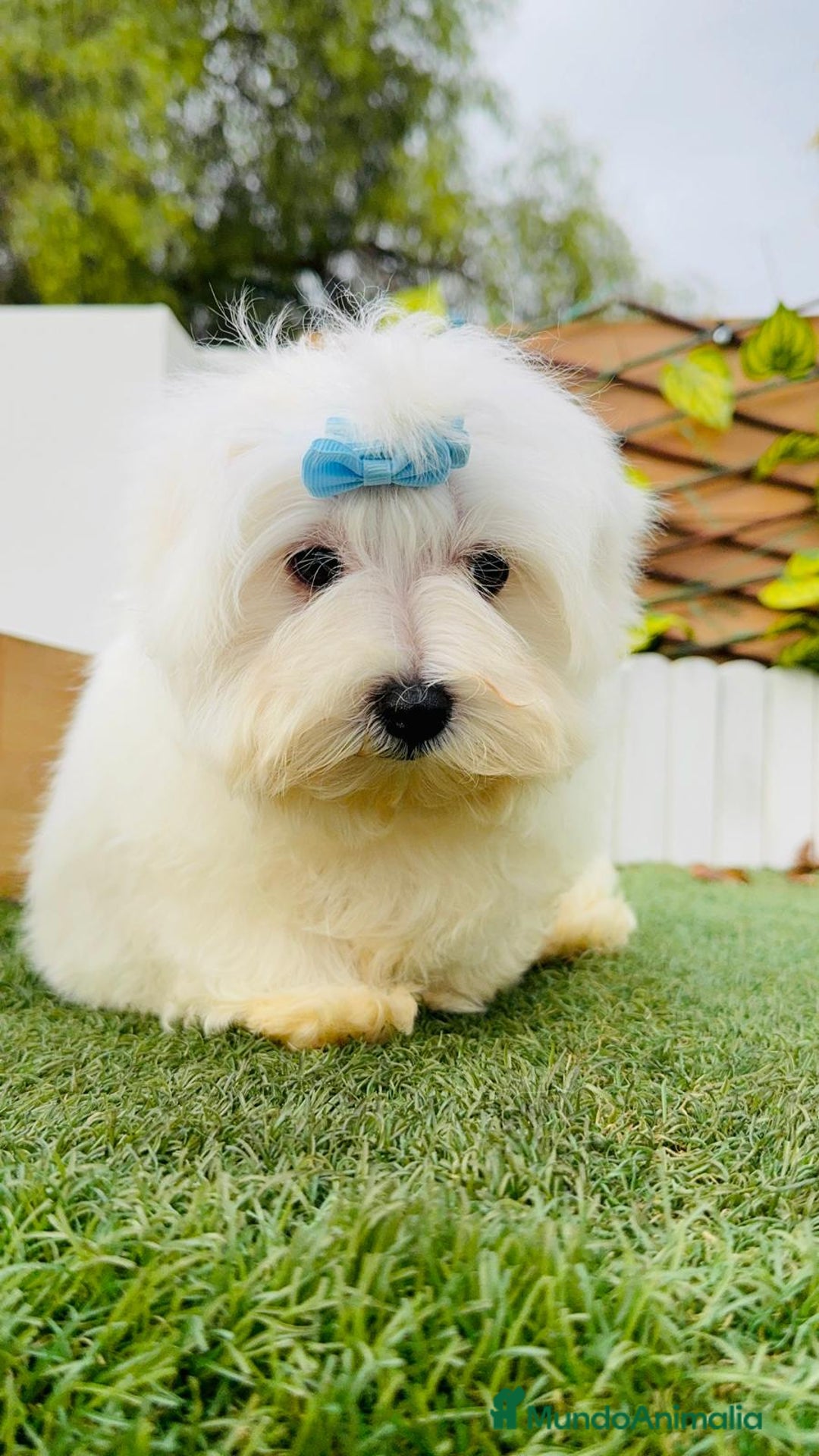 Bichón Maltés perros en venta: BICHON MALTES LINEA AMERICANA - Anuncio 7