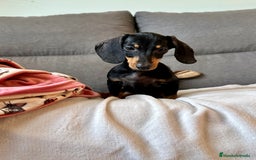 Teckel perros en venta: Teckel miniatura - Imagen 6