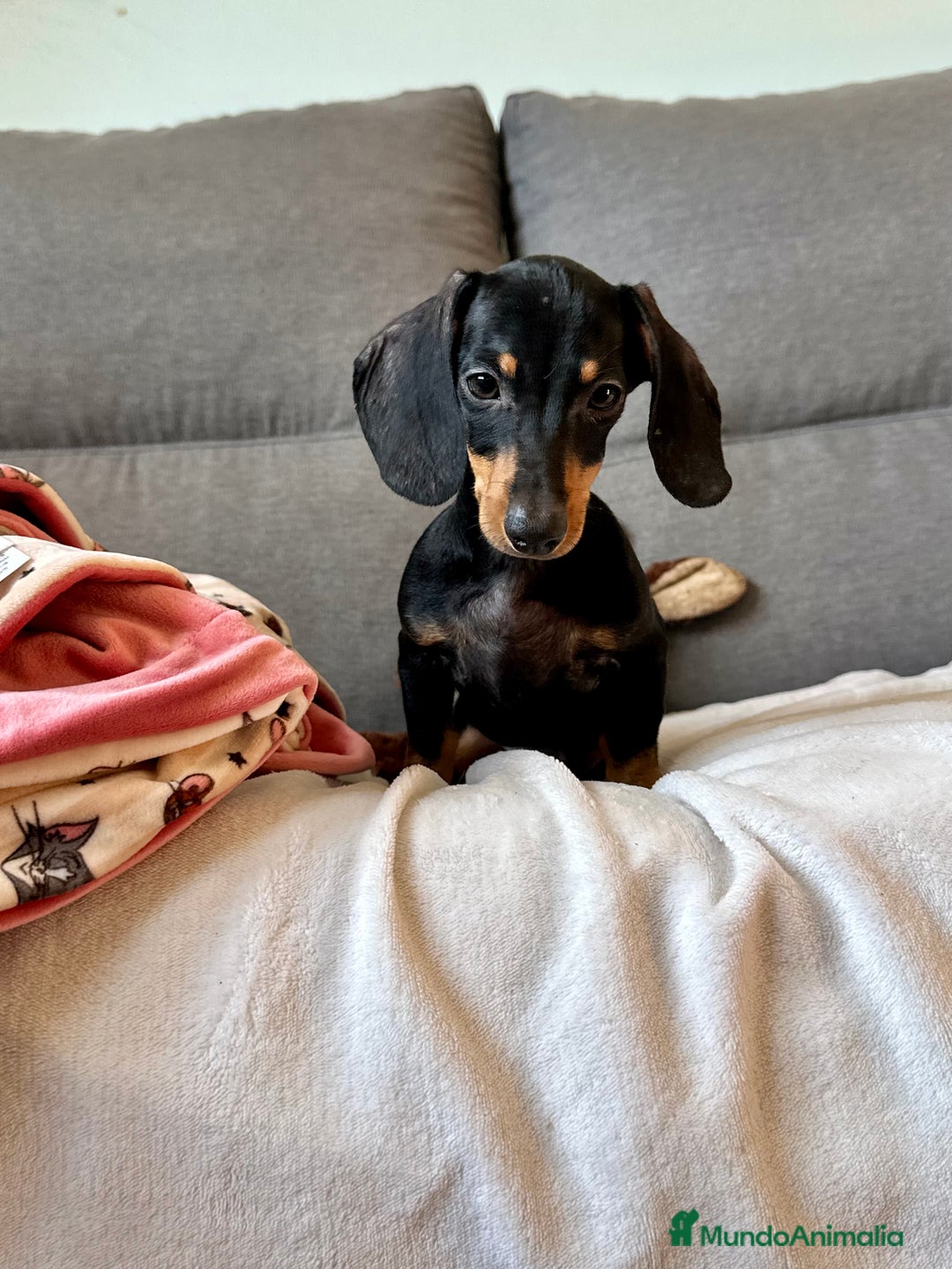 Teckel perros en venta: Teckel miniatura - Imagen 6