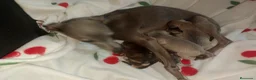 Raza Mixta perros en venta: Camada de Greyhuahua  - Anuncio 6