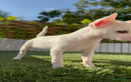 Chihuahua perros en venta: CHIHUAHUA HEMBRA BLANCA - Imagen 9