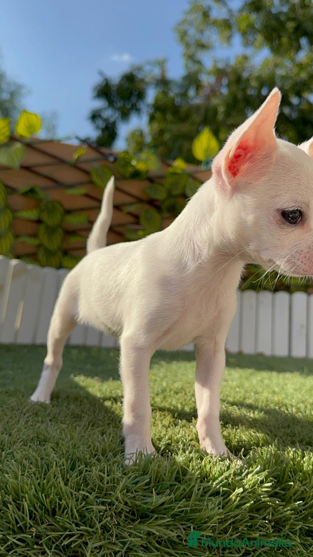 Chihuahua perros en venta: CHIHUAHUA HEMBRA BLANCA - Imagen 9