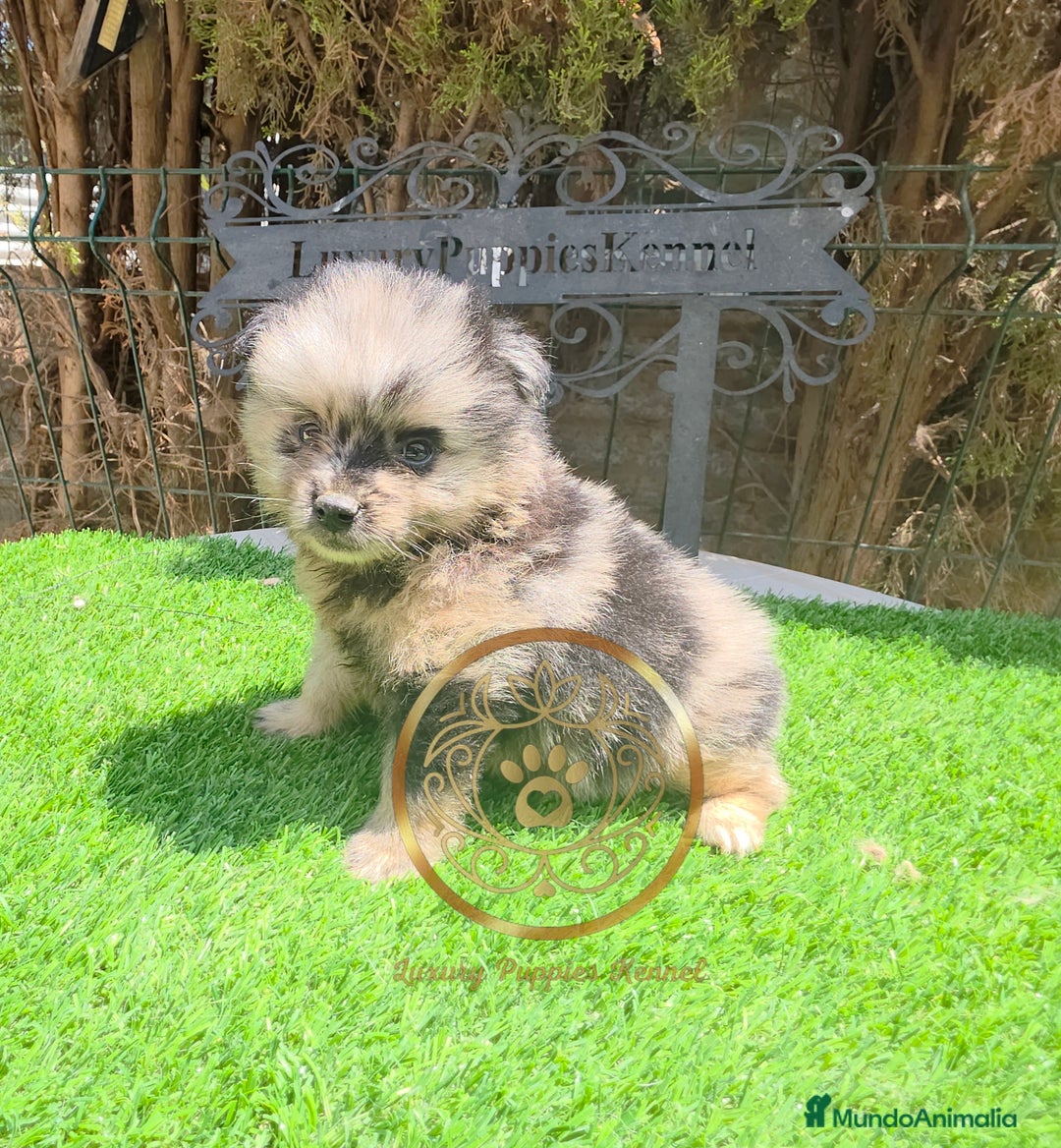 Pomerania perros en venta: Pomeranias merles exóticos  - Imagen 3