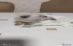 Siamés gatos en venta: Siames  - Imagen 7