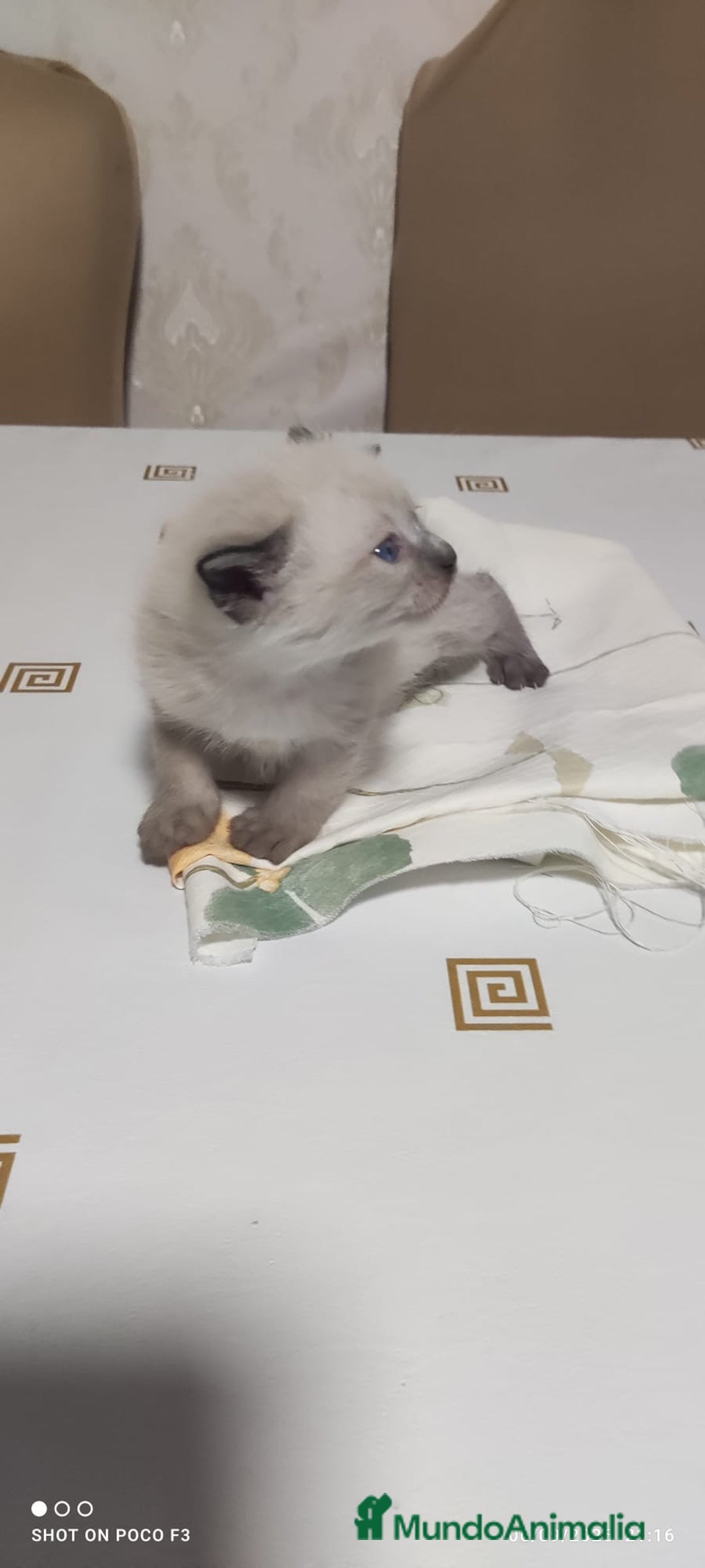 Siamés gatos en venta: Siames  - Imagen 7