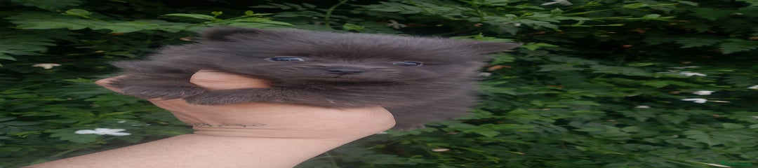 Pomerania Cachorro 3