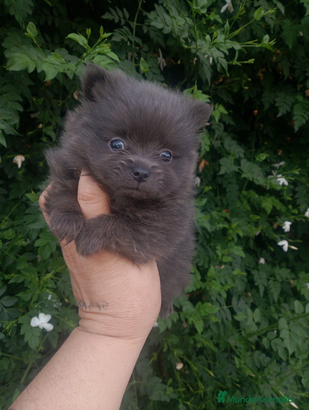 Pomerania perros en venta: Pomerania enanos una pasada de color  - Imagen 4