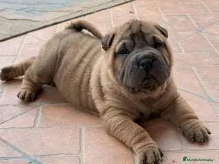 Shar Pei perros PRECIOSOS BEBES SHARPEI en Málaga - Anuncio 19