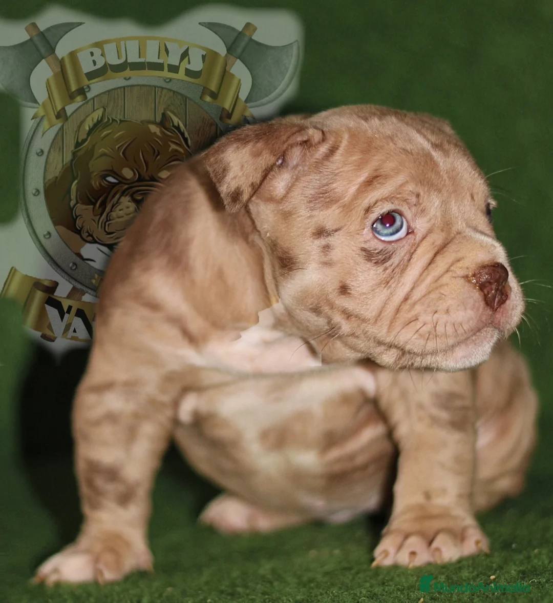 American Bully perros en venta: AMERICAN BULLY CRIA PROFESIONAL en Sevilla - Anuncio 3