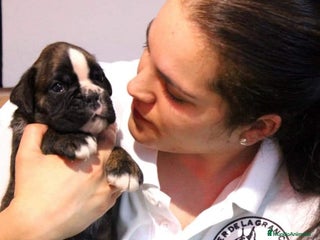 Boxer perros - Anuncio 3
