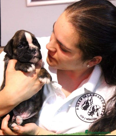 Boxer perros - Anuncio 3