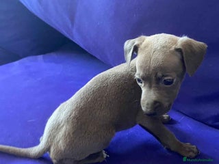 Pequeño Lebrel Italiano perros Lebrel Italiano Macho 2003 AQUANATURA - Anuncio 1