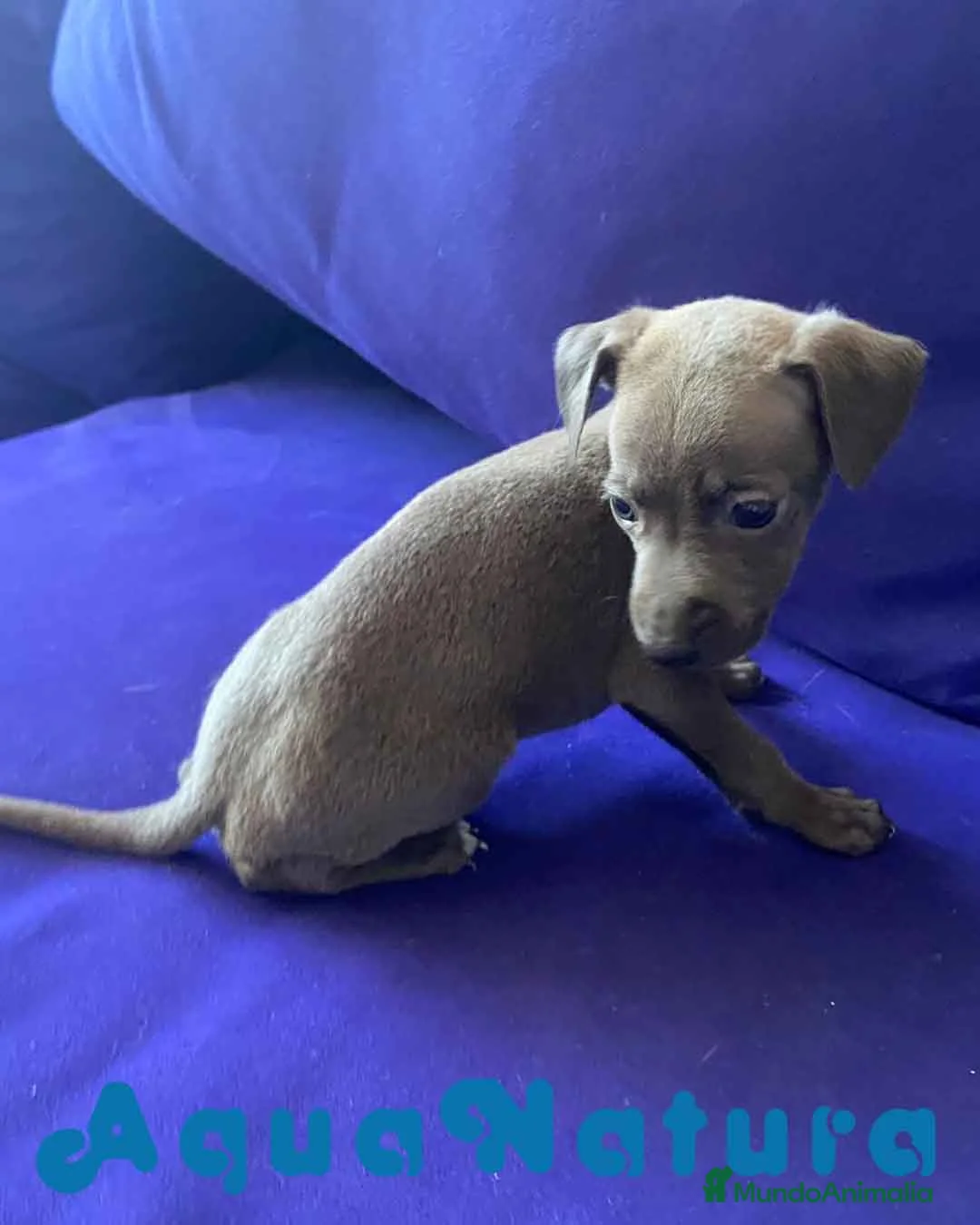 Pequeño Lebrel Italiano perros en venta: Lebrel Italiano Macho 2003 AQUANATURA - Anuncio 1