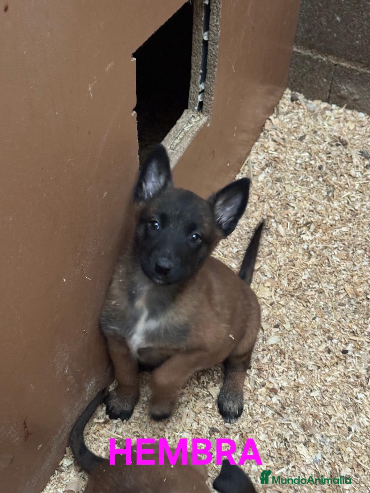 Pastor Belga Malinois perros Cachorros pastor belga malinois - Anuncio 2