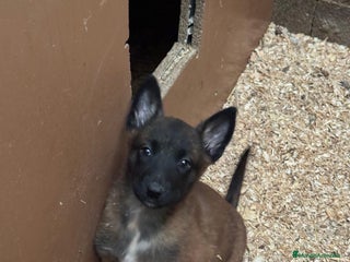 Pastor Belga Malinois perros Cachorros pastor belga malinois - Anuncio 5