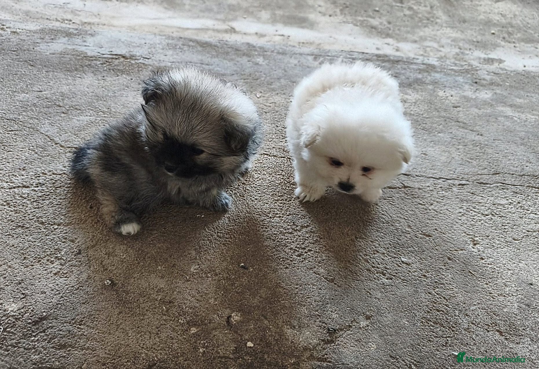 Pomerania perros POMERANIAS LINDOS MACHITOS - Anuncio 1