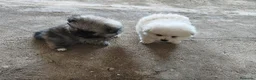 Pomerania perros en venta: POMERANIAS LINDOS MACHITOS - Anuncio 2