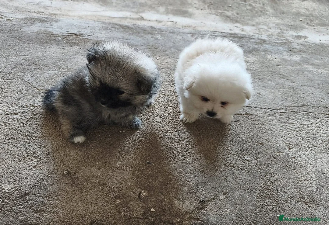 Pomerania perros en venta: POMERANIAS LINDOS MACHITOS - Anuncio 2