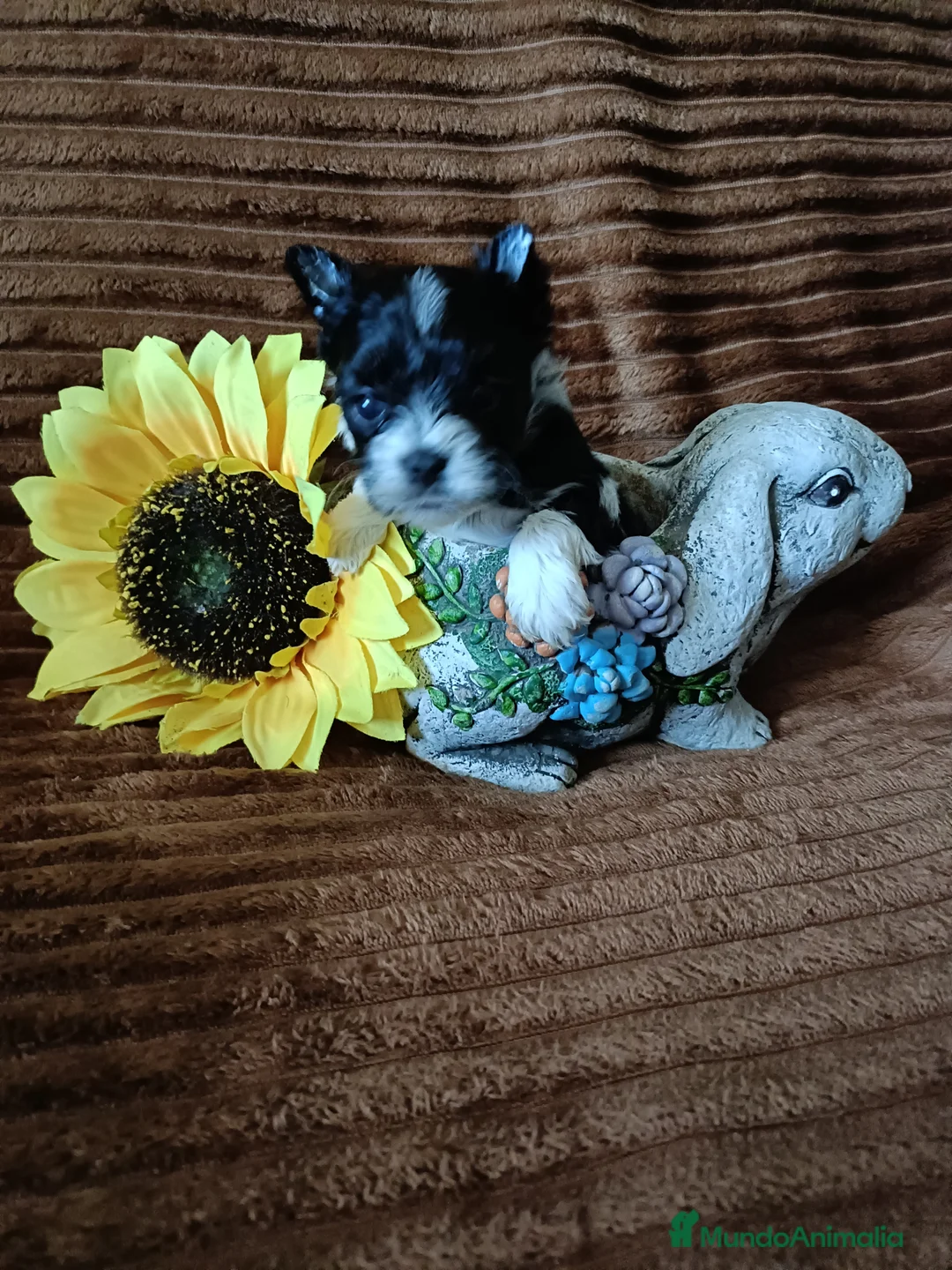 Biewer Yorkshire Terrier a la Pom Pon perros en venta: Yorkshire macho y hembra bicolor.  - Anuncio 2