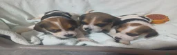 Beagle perros en venta: Beagle, Hembras - Anuncio 2