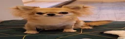 Chihuahua perros en venta: Machito de pelo largo - Anuncio 1