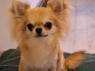 Chihuahua perros Machito de pelo largo - Anuncio 1