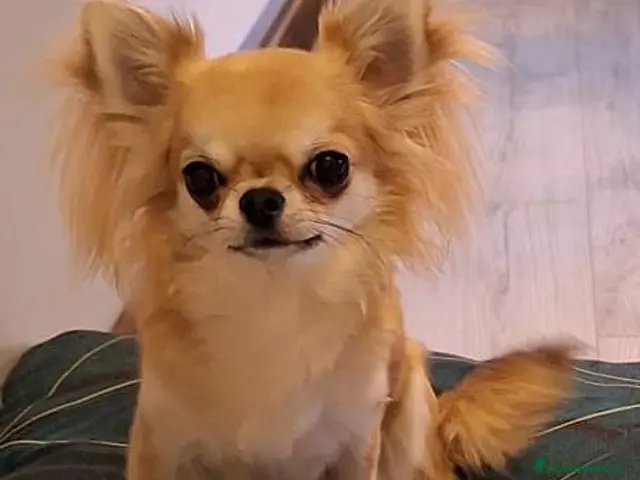 Chihuahua perros en venta: Machito de pelo largo - Anuncio 1
