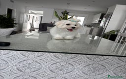 Bichón Maltés perros en venta: Cachorrito de bichon maltés macho - Imagen 3
