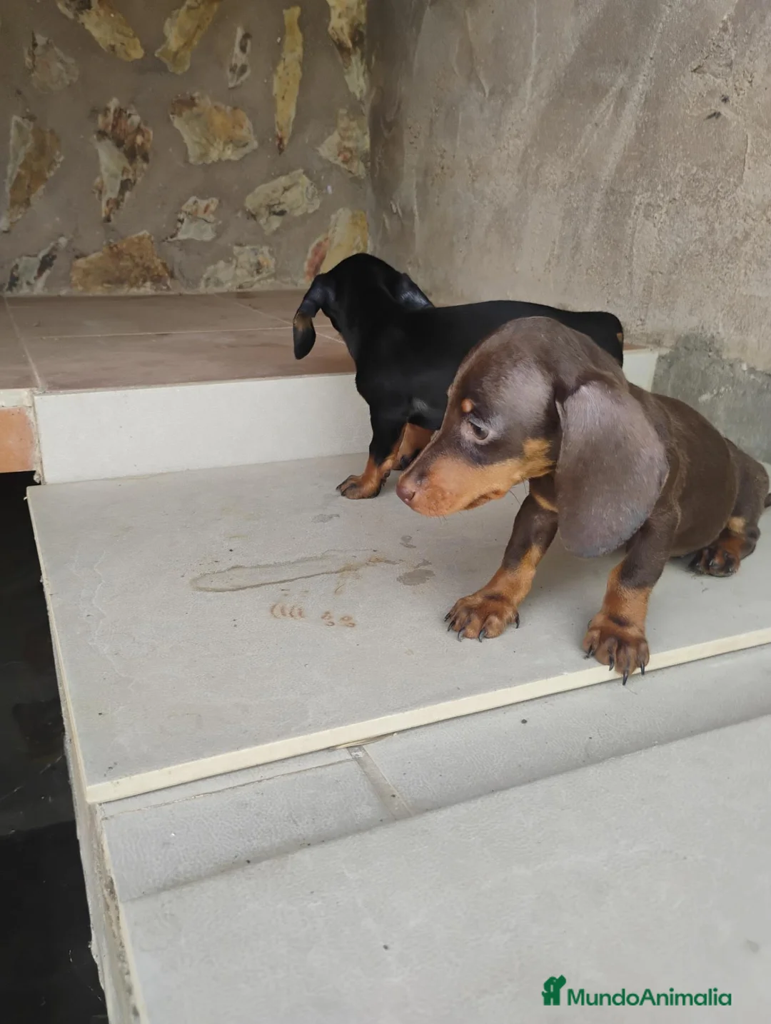 Teckel Miniatura perros en venta: Cachorras teckel miniatura  - Anuncio 2