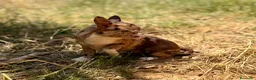 Chihuahua perros en venta: Chihuahua Merle chocolate  - Anuncio 3