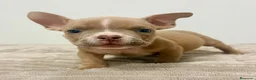 American Bully perros en venta: American Bully - Anuncio 16