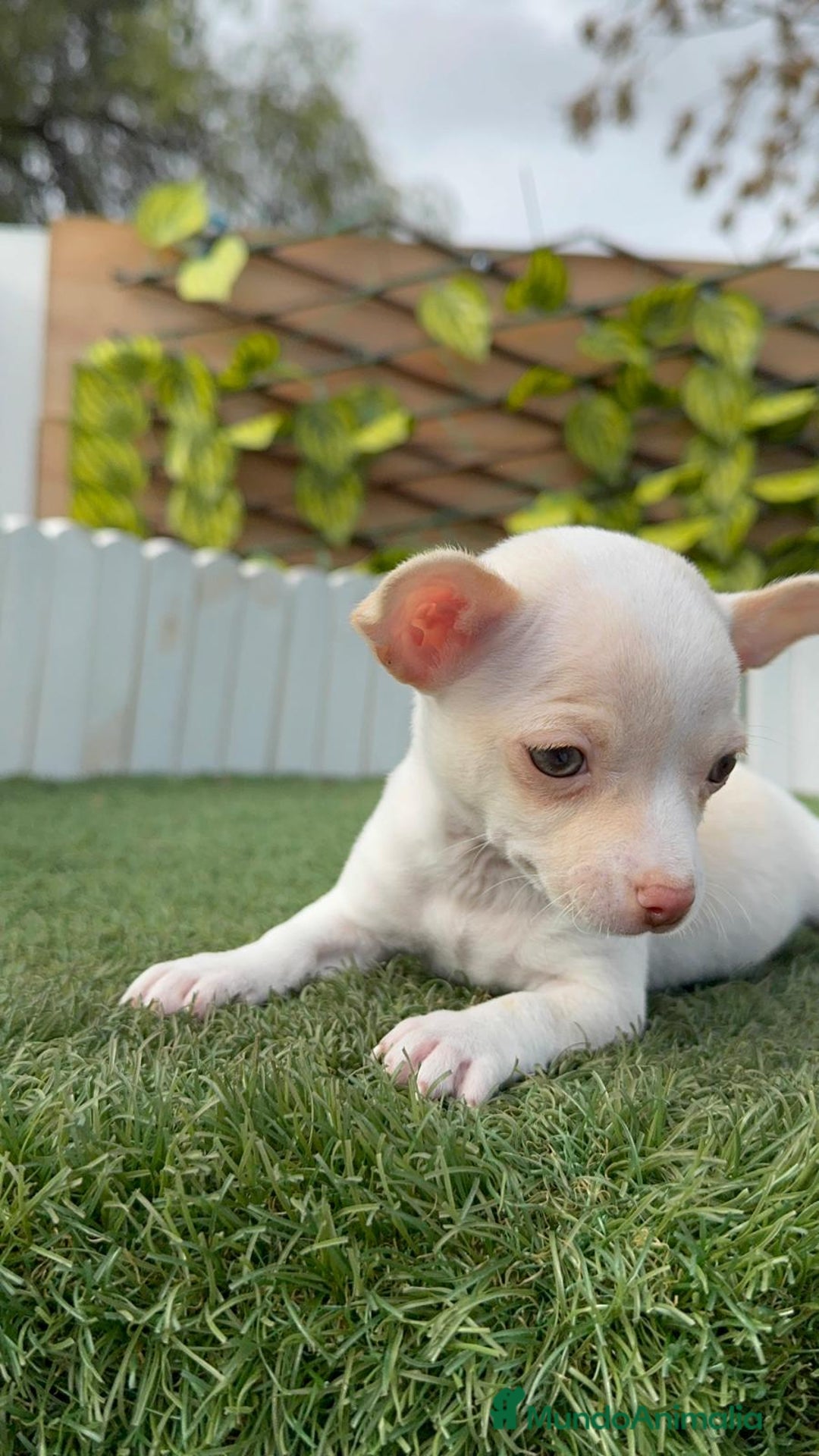 Chihuahua perros en venta: CHIHUAHUA MACHO - Anuncio 5