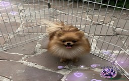 Pomerania perros en venta: ⚜️Pomerania ositos Boo toy - Imagen 2