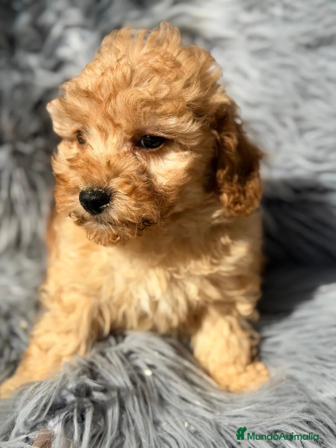 Maltipoo perros en venta: Maltipoo macho apricot  - Anuncio 2