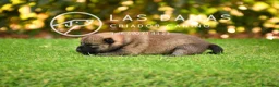 Shiba Inu perros en venta: SHIBA INU DISPONIBLES - Anuncio 3