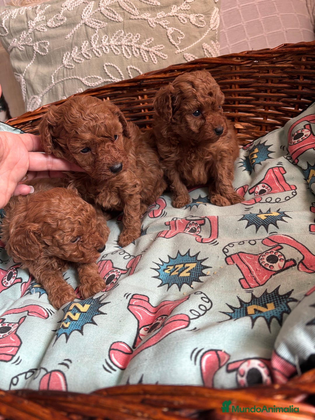 Caniche Toy perros en venta: Caniches toy rojos  - Anuncio 7