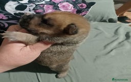 Raza Mixta perros en venta: Cachorros de sharpei con husky Siberiano  - Imagen 4