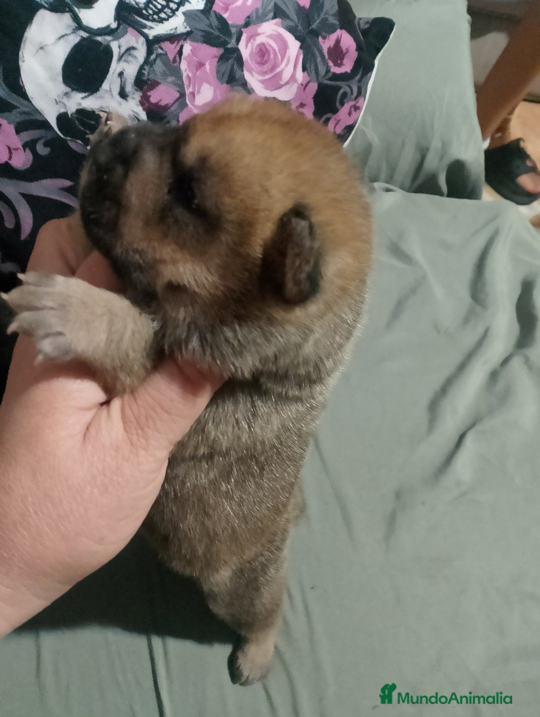 Raza Mixta perros en venta: Cachorros de sharpei con husky Siberiano  - Imagen 4