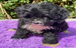 Maltipoo perros en venta: Maltipoo negro - Imagen 2