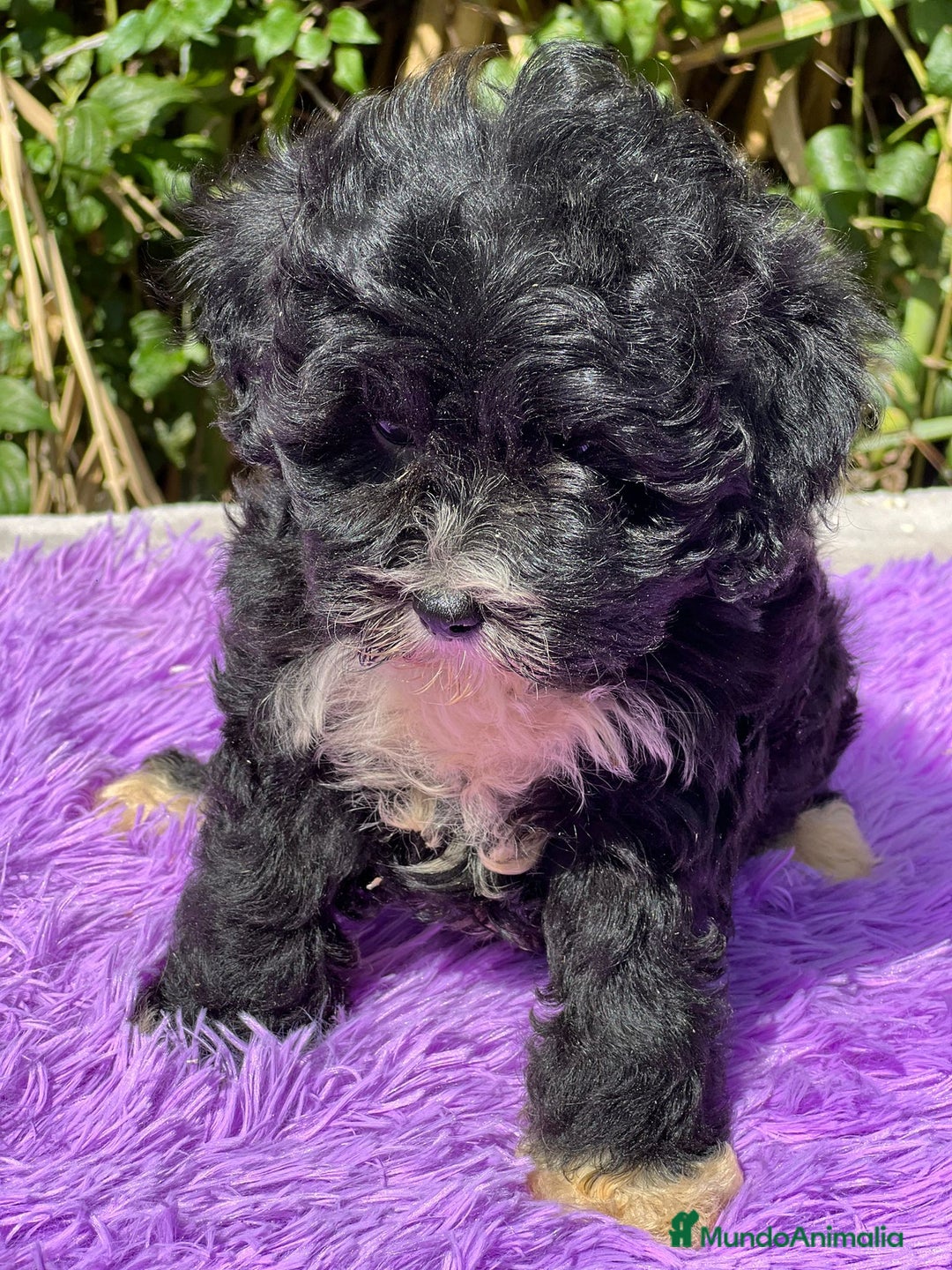 Maltipoo perros en venta: Maltipoo negro - Imagen 2