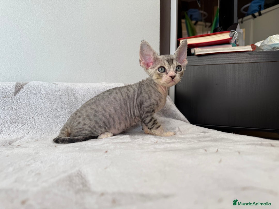 Devon Rex gatos en venta: Excelente camada de Devon rex💙 - Imagen 5